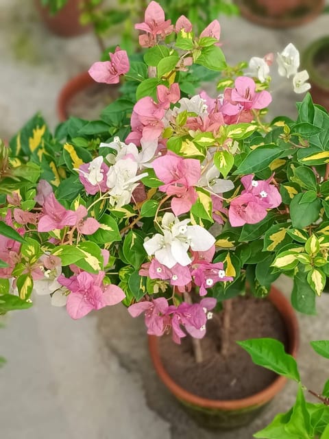 THIMA BOUGAINVILLEA FLOWER PLANT
