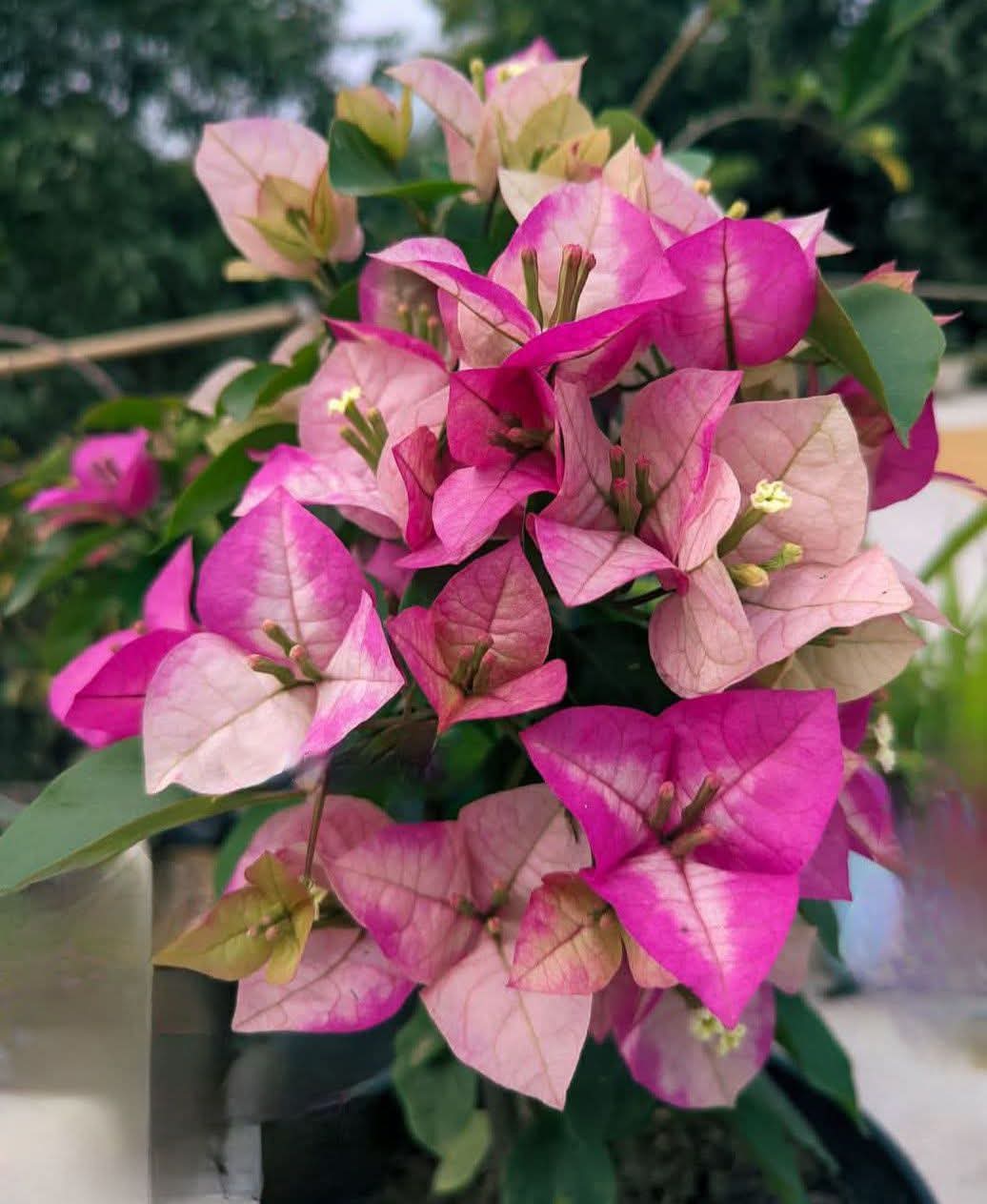 CHITRA CREAM BOUGAINVILLEA