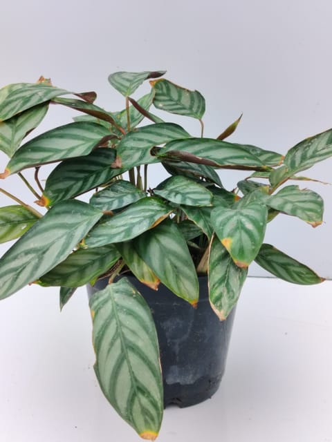 Calathia Plant With Pot