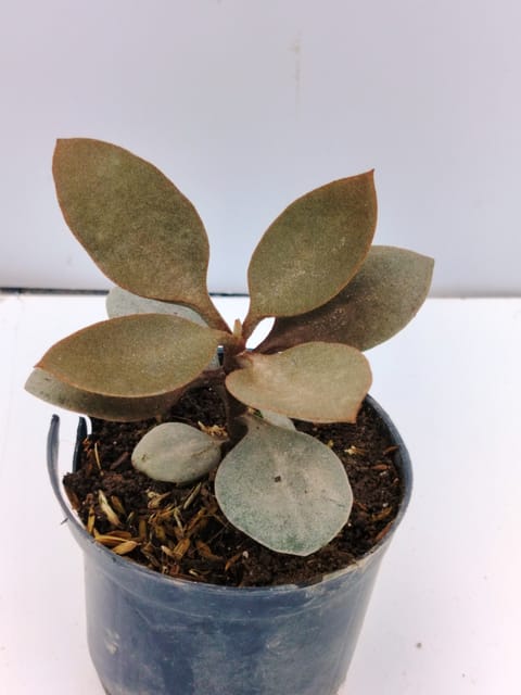 Copper Spoon (Kalanchoe orgyalis), Rare Succulent Plant For Home Decor