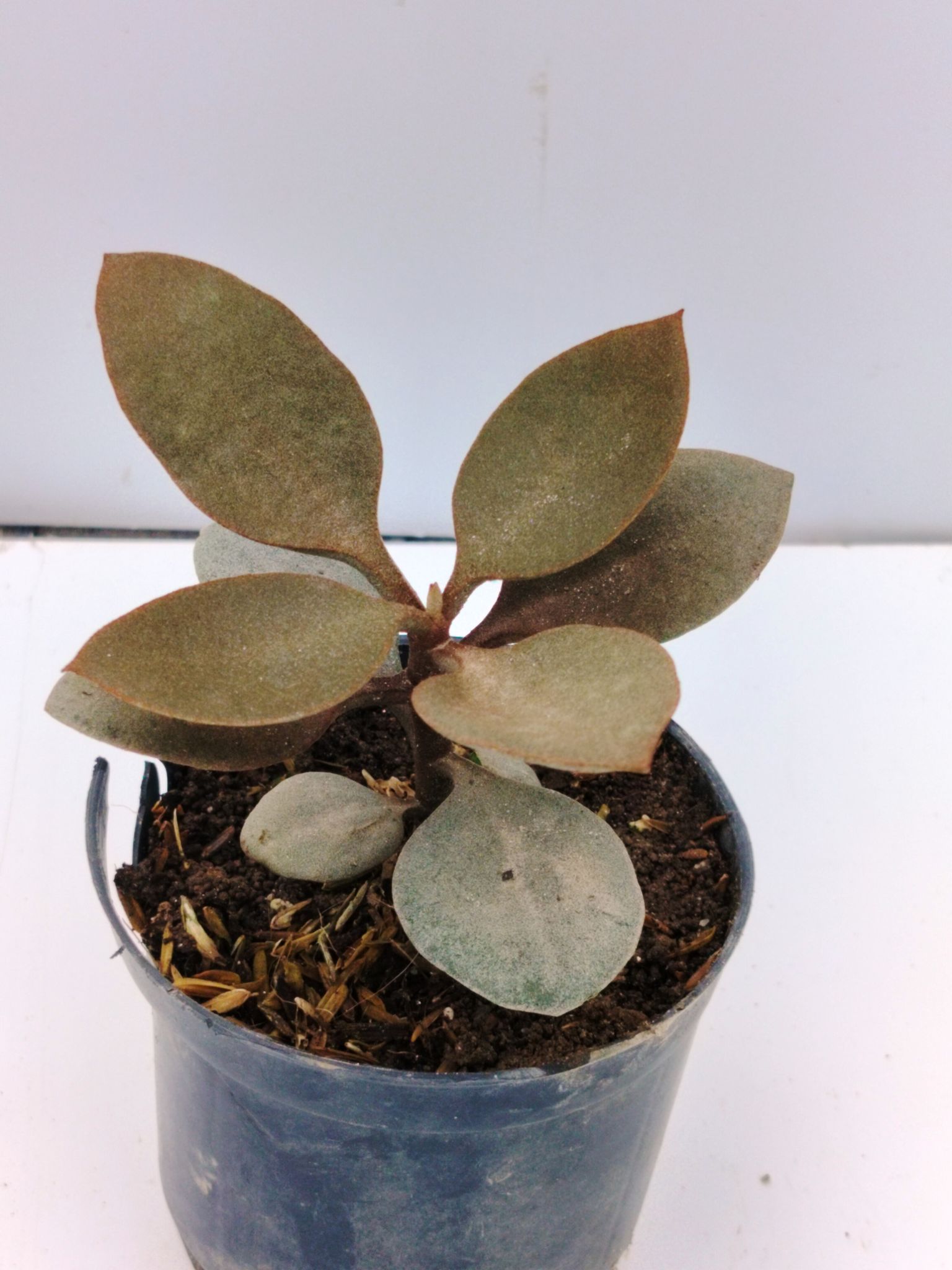Copper Spoon (Kalanchoe orgyalis), Rare Succulent Plant For Home Decor