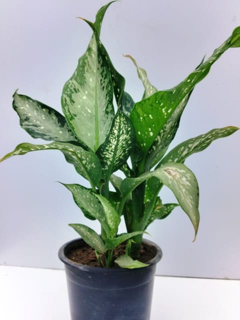 Aglonima Snow White Plant With Nursery Pot