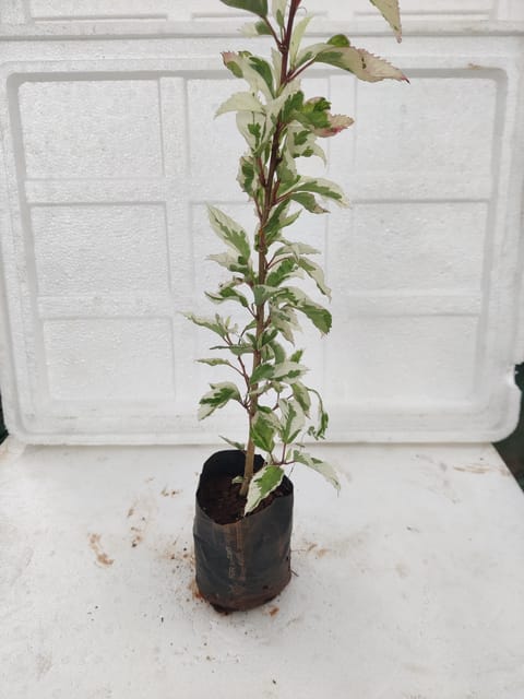 Variegated Hibiscus Plant With Pot