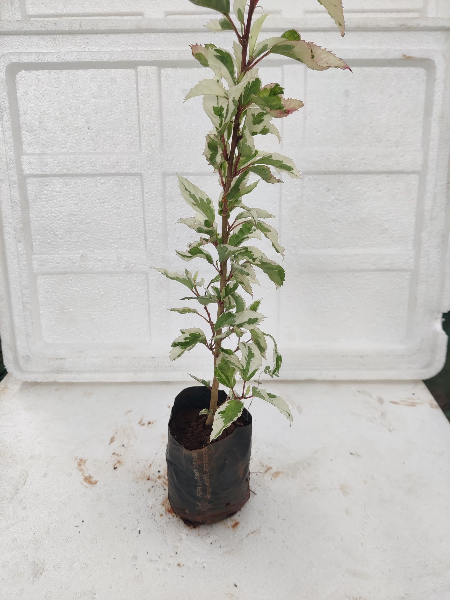 Variegated Hibiscus Plant With Pot