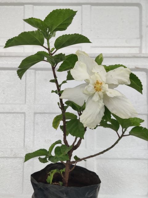 White Hibiscus Plant With Pot