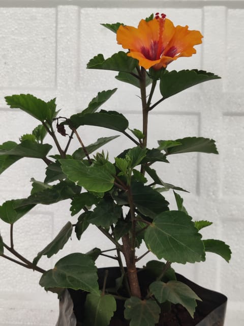 Orenge Hibiscus Plant With Pot