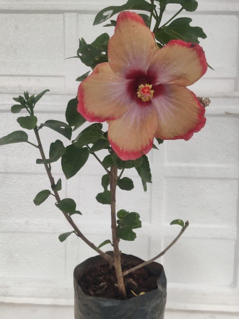 Light Pink Hibiscus Plant With Pot