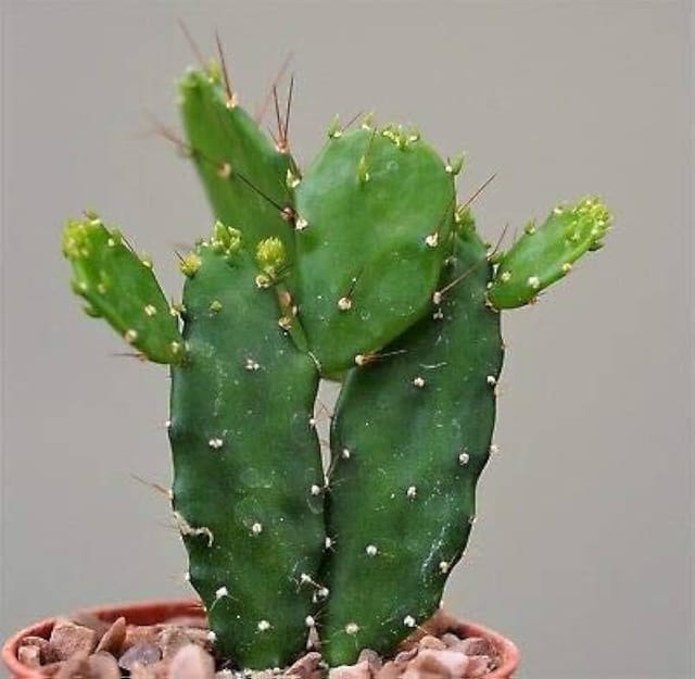 Opuntia Cactus (Bare Rooted)