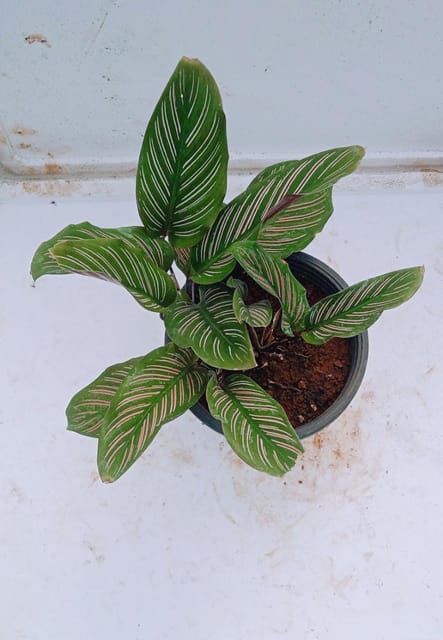 Calathea Ornata Plant