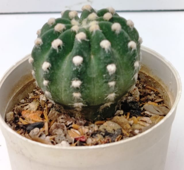 Echinopsis Subdenudata Cactus | Domino Cactus