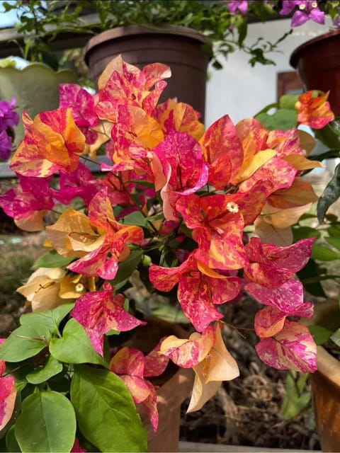 Adarna Bougainvillea