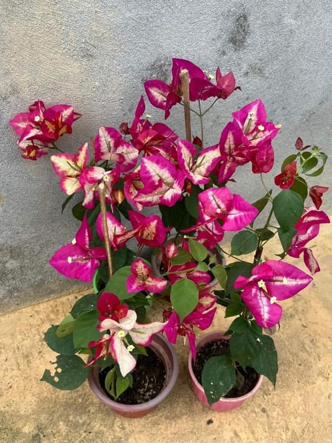 WAJID ALI RED BOUGAINVILLEA