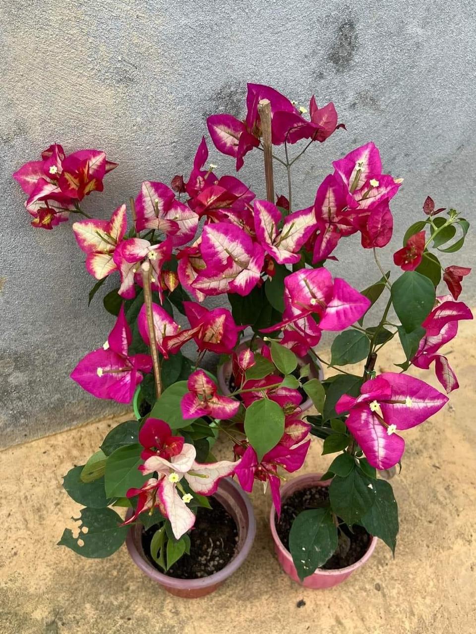 WAJID ALI RED BOUGAINVILLEA