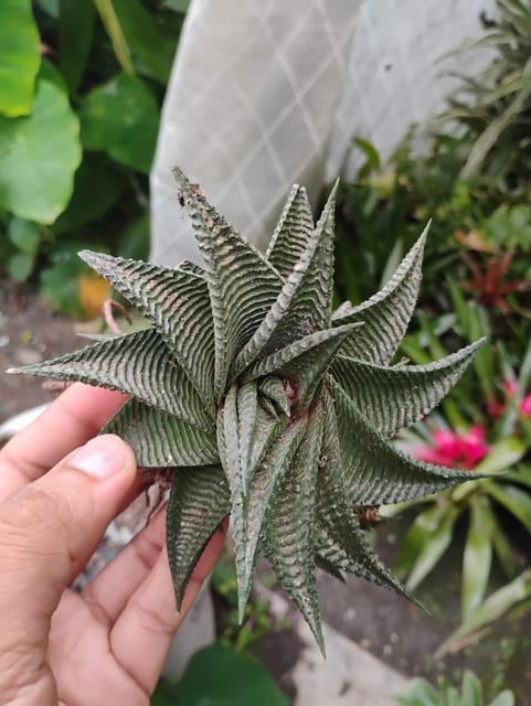 Haworthia Coarctata Indoor Succulents Plant -  (Bare Rooted)
