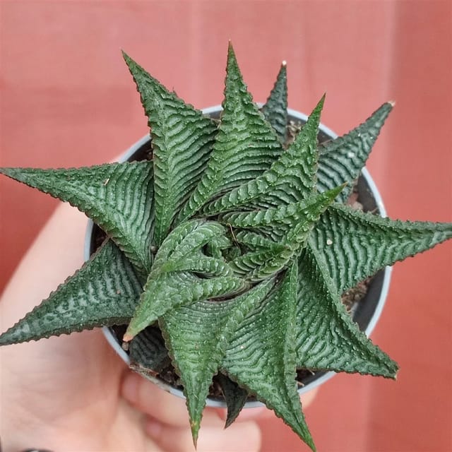Haworthia Limifolia Bare Rooted