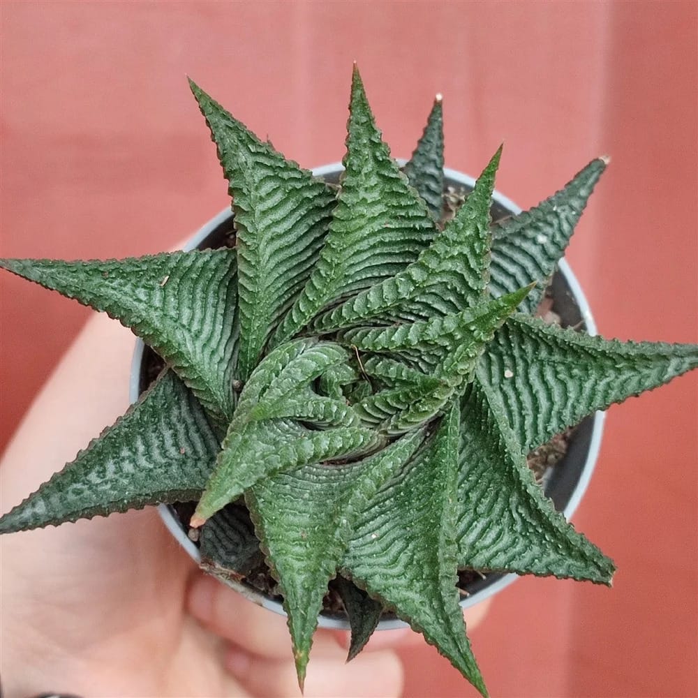 Haworthia Limifolia Bare Rooted