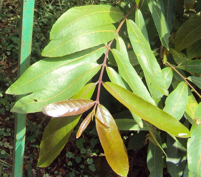 Terminalia Arjuna /Arjun Live Plant & Tree