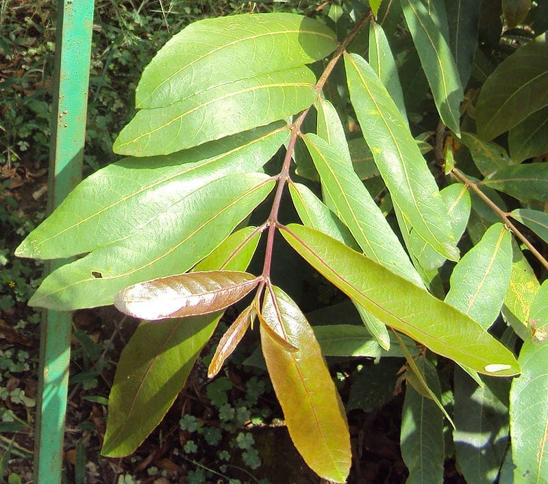 Terminalia Arjuna /Arjun Live Plant & Tree