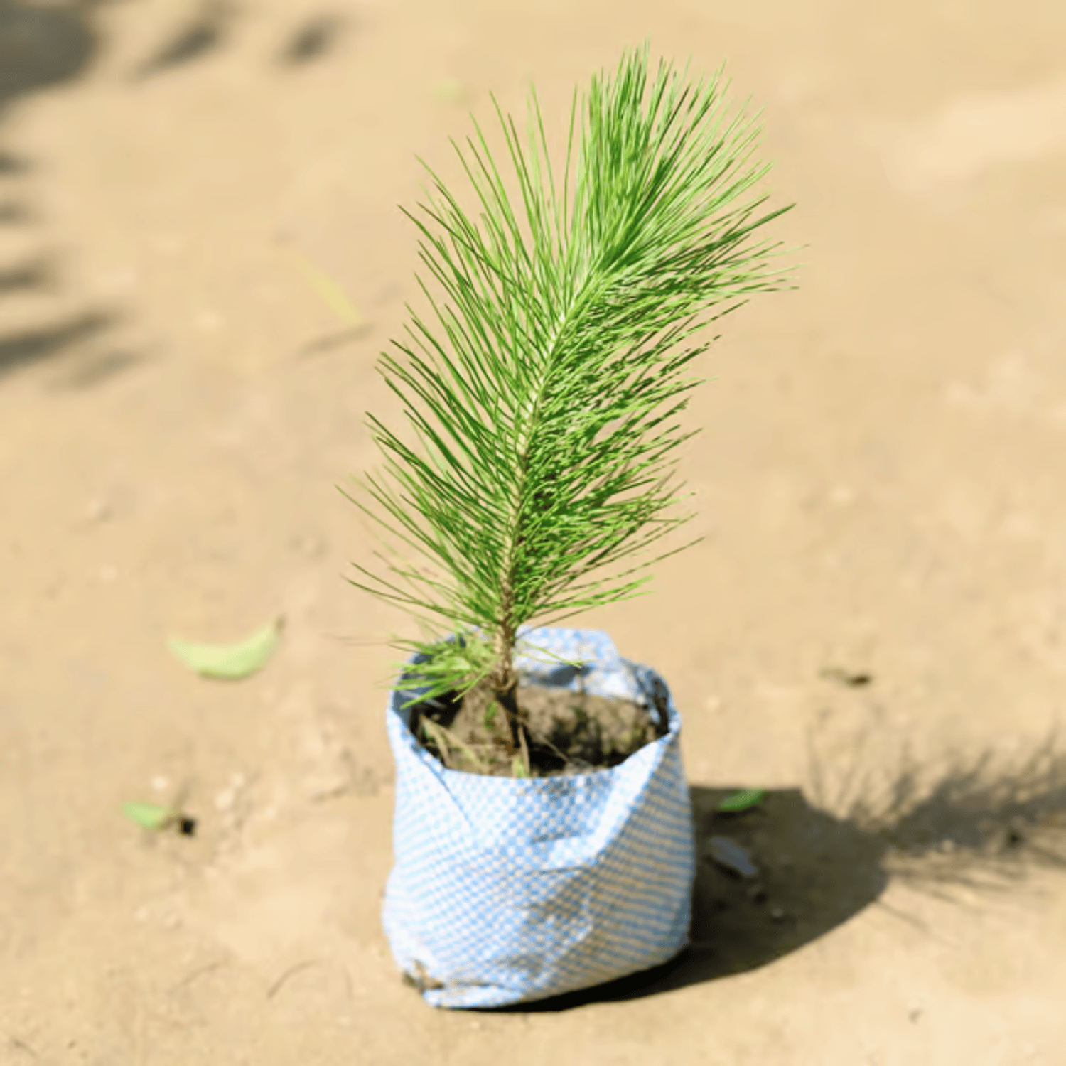 Pinus / Pine  Plant