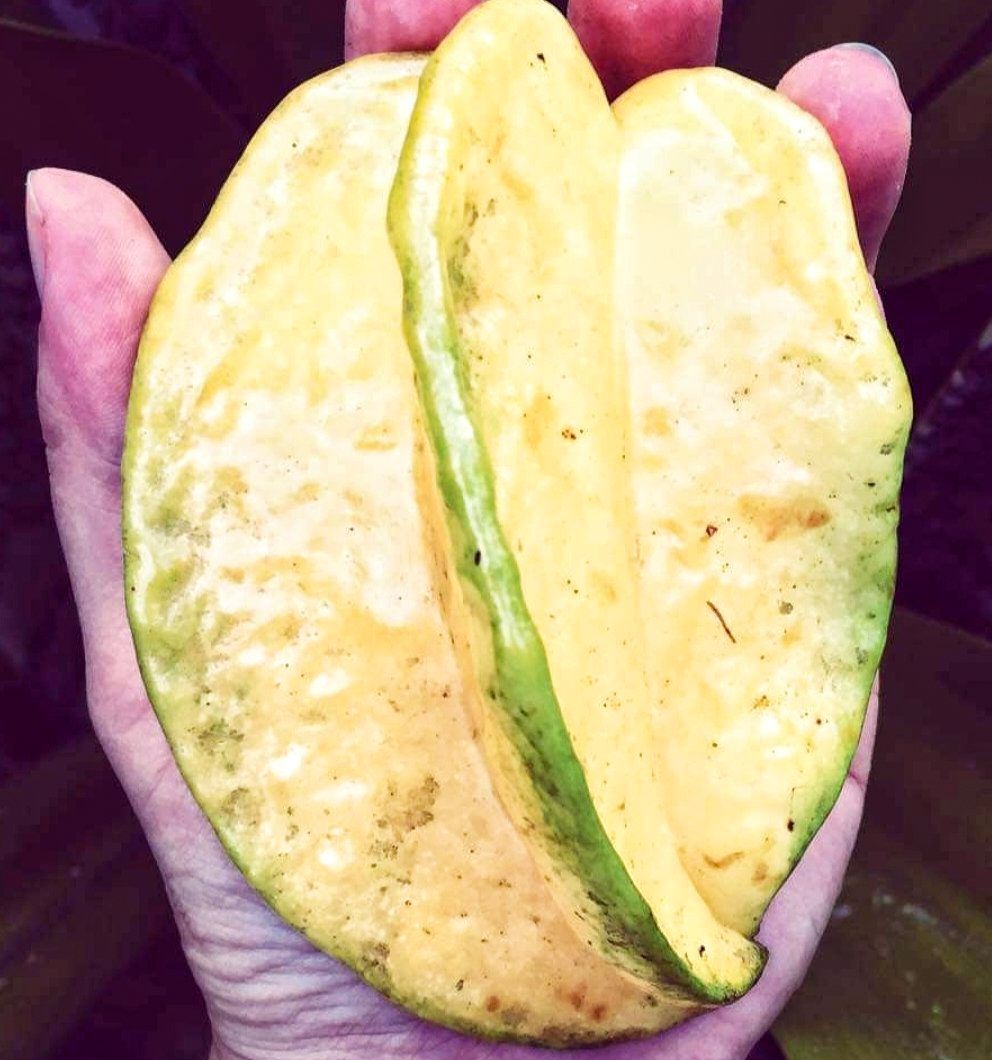 Gaint Star Fruit(Sweet)Fruit Plant-(Grafted)