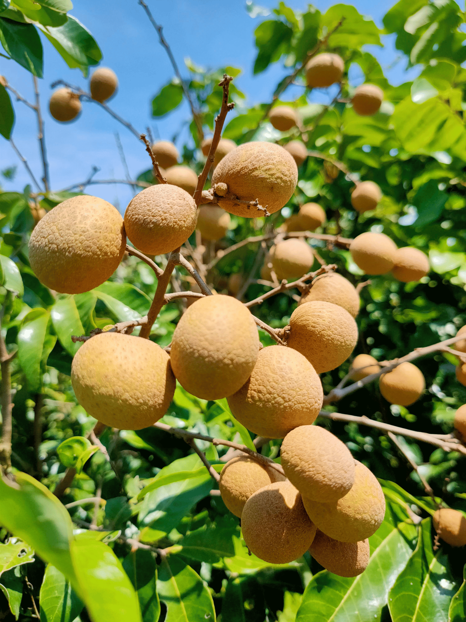 Ping Pong Longan Fruit Plant (Grafted)