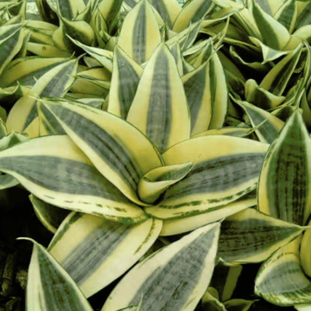 Sansevieria Trifasciata Golden Snake Live Plant - (Bare Rooted)