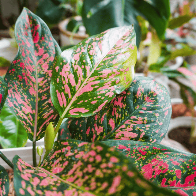 Aglaonema Live Indoor Plant