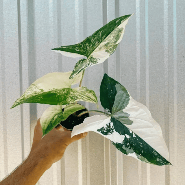 Syngonium Albo Plant(Bare Rooted)
