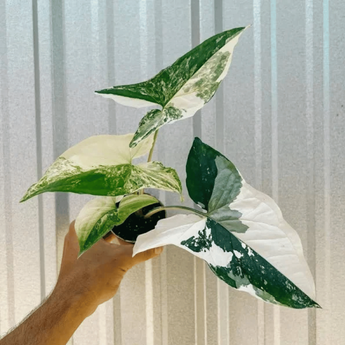 Syngonium Albo Plant(Bare Rooted)