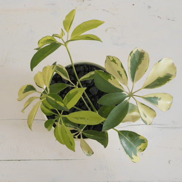 Schefflera Variegated Live Plant