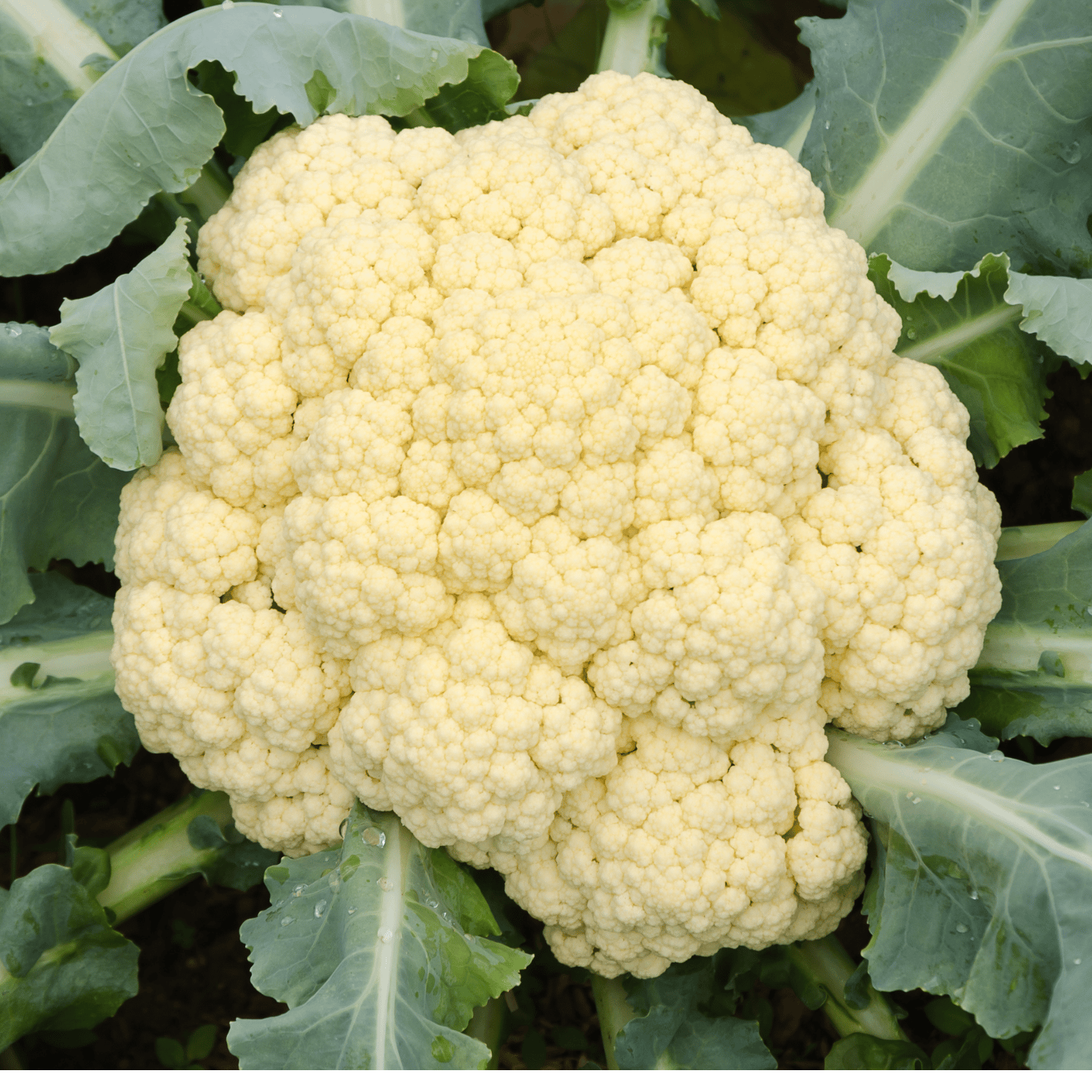 Cauliflower/ Phulgovi Seeds(Pack Of - 100 Seeds)