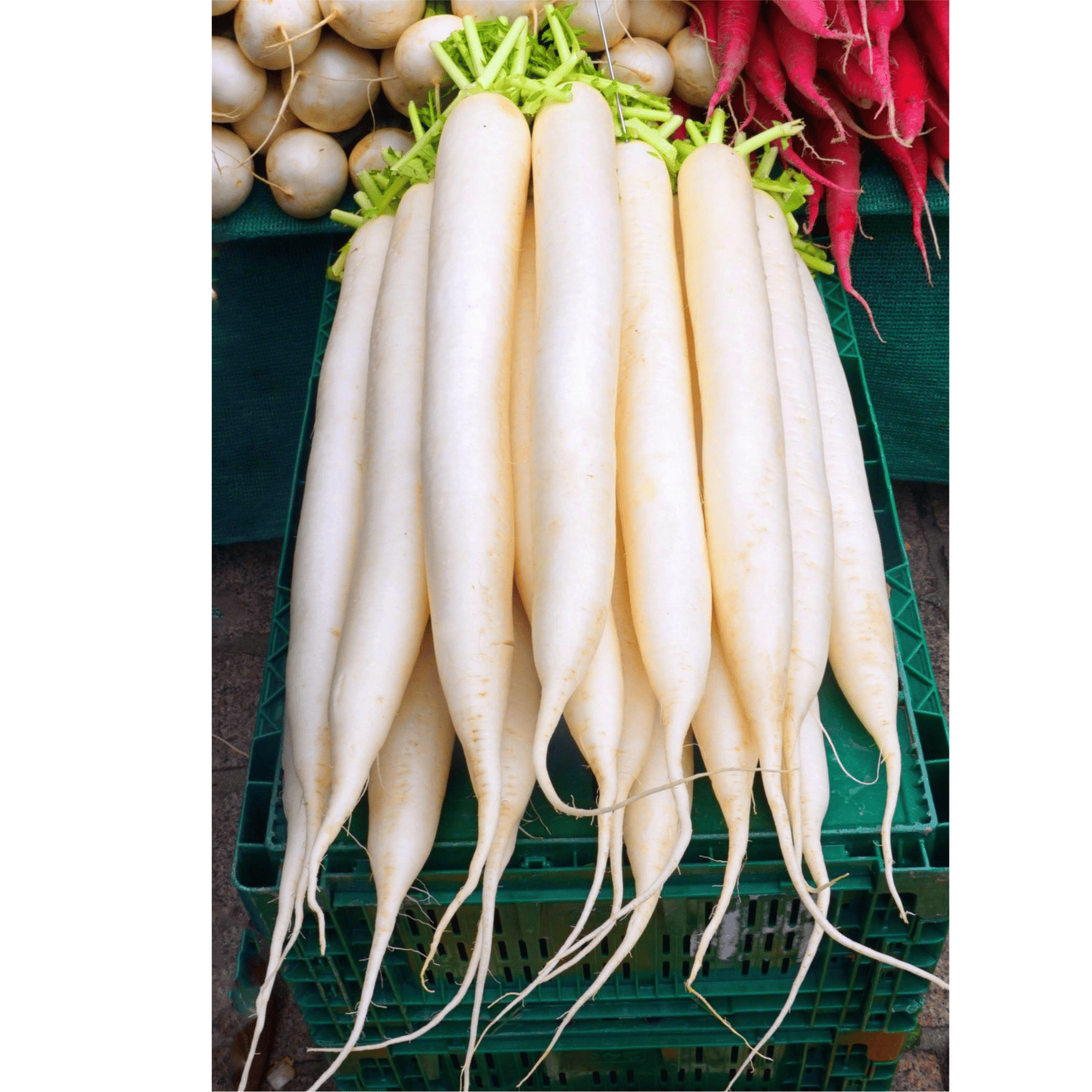 Radish /Muli Seeds(Pack Of - 100 Seeds)