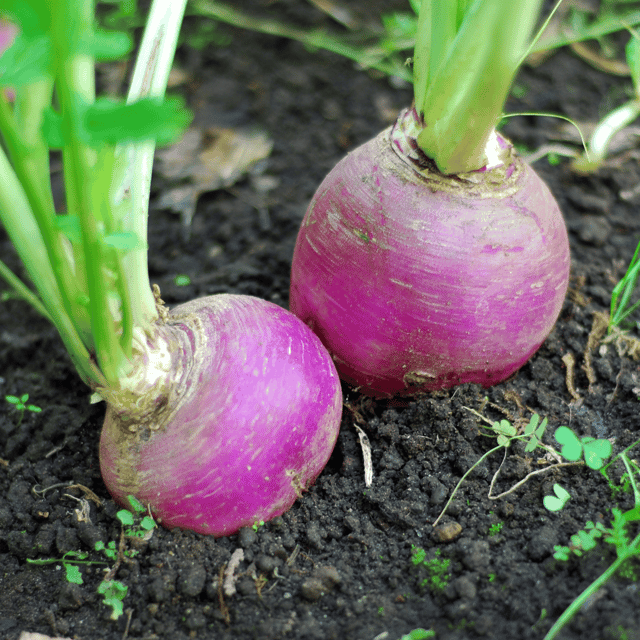 Organic Turnip Seeds(Pack Of - 100 Seeds)