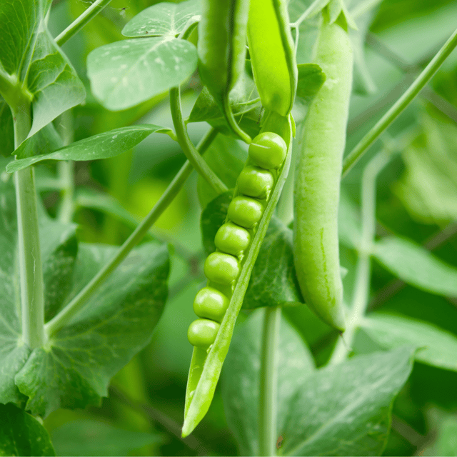 Organic Peas Seeds (Pack Of - 25 Seeds)
