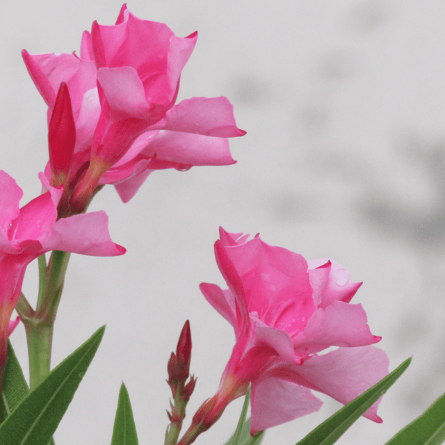 Kaner/ Nerium oleander Flower Seed(Pack Of -100 Seeds)