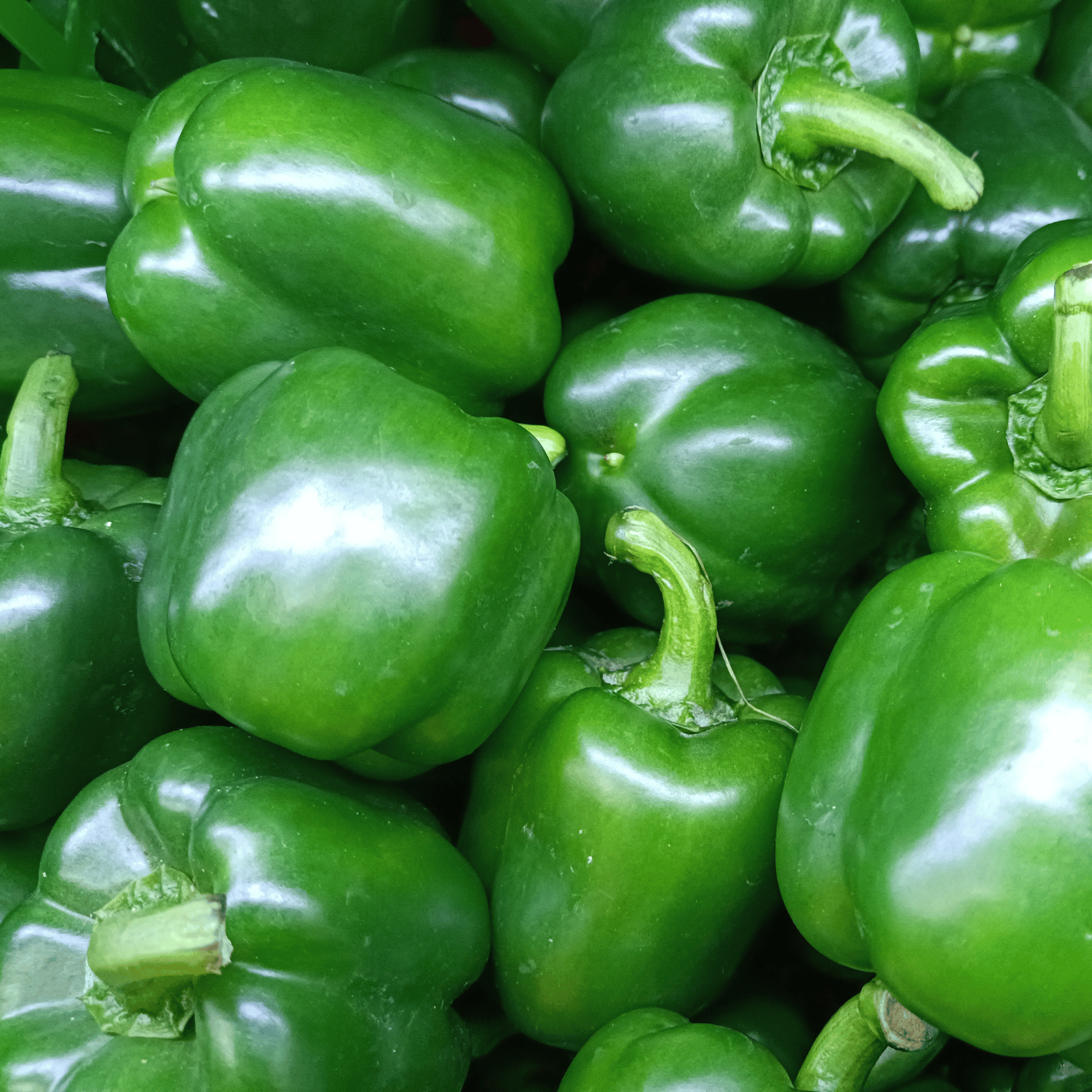 Organic Capsicum(Green) Seeds(Pack Of - 100 Seeds)