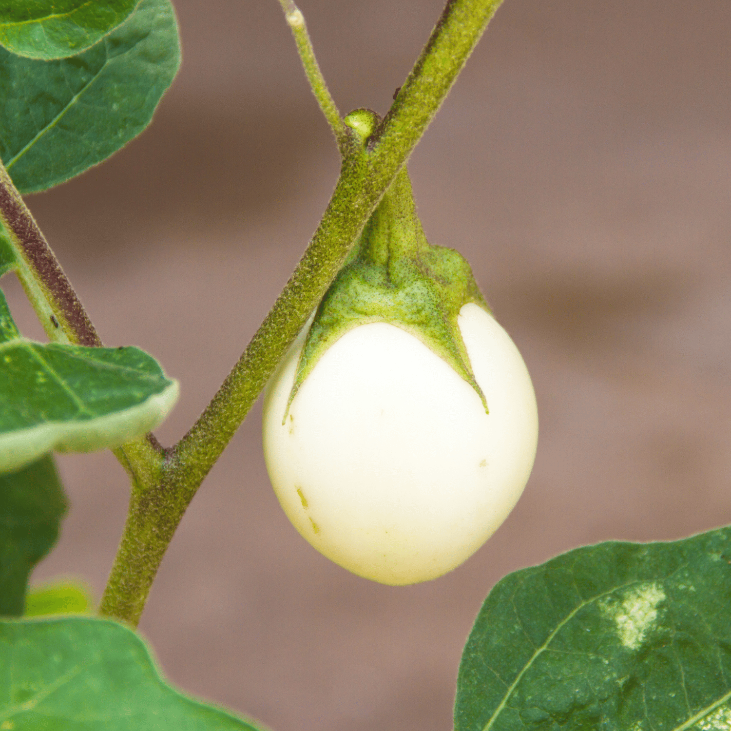 White Brinjal Seeds(Pack Of - 100 Seeds)