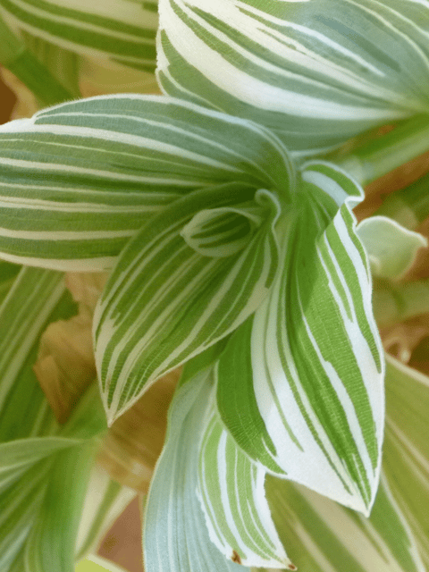 Tradescantia Sillamontana Variegated Plant