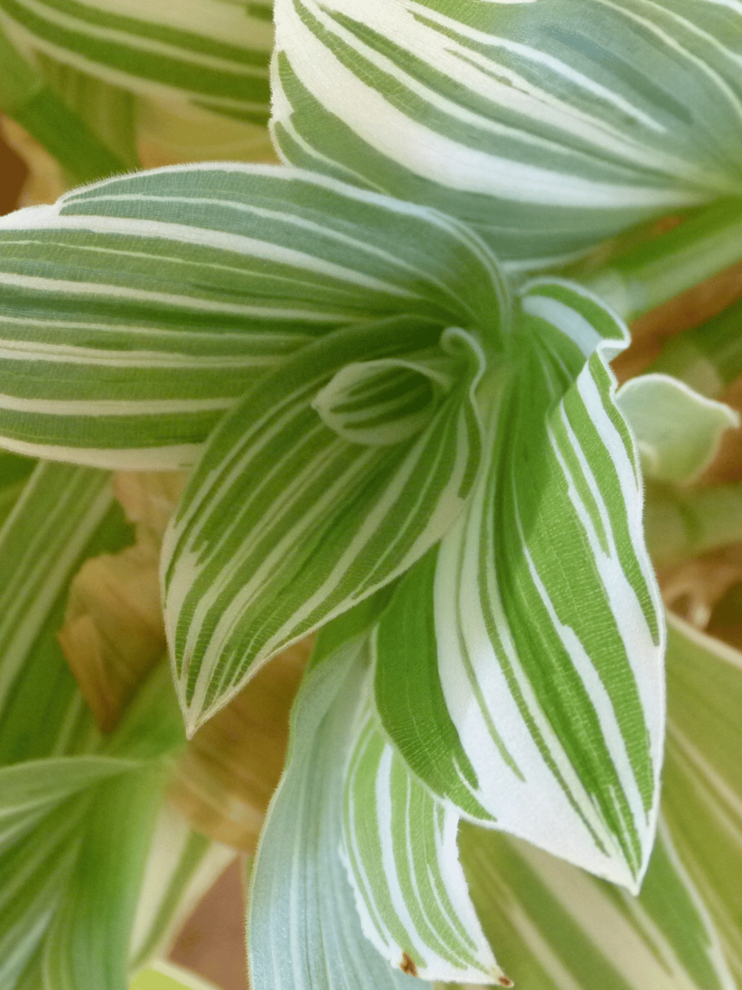 Tradescantia Sillamontana Variegated Plant