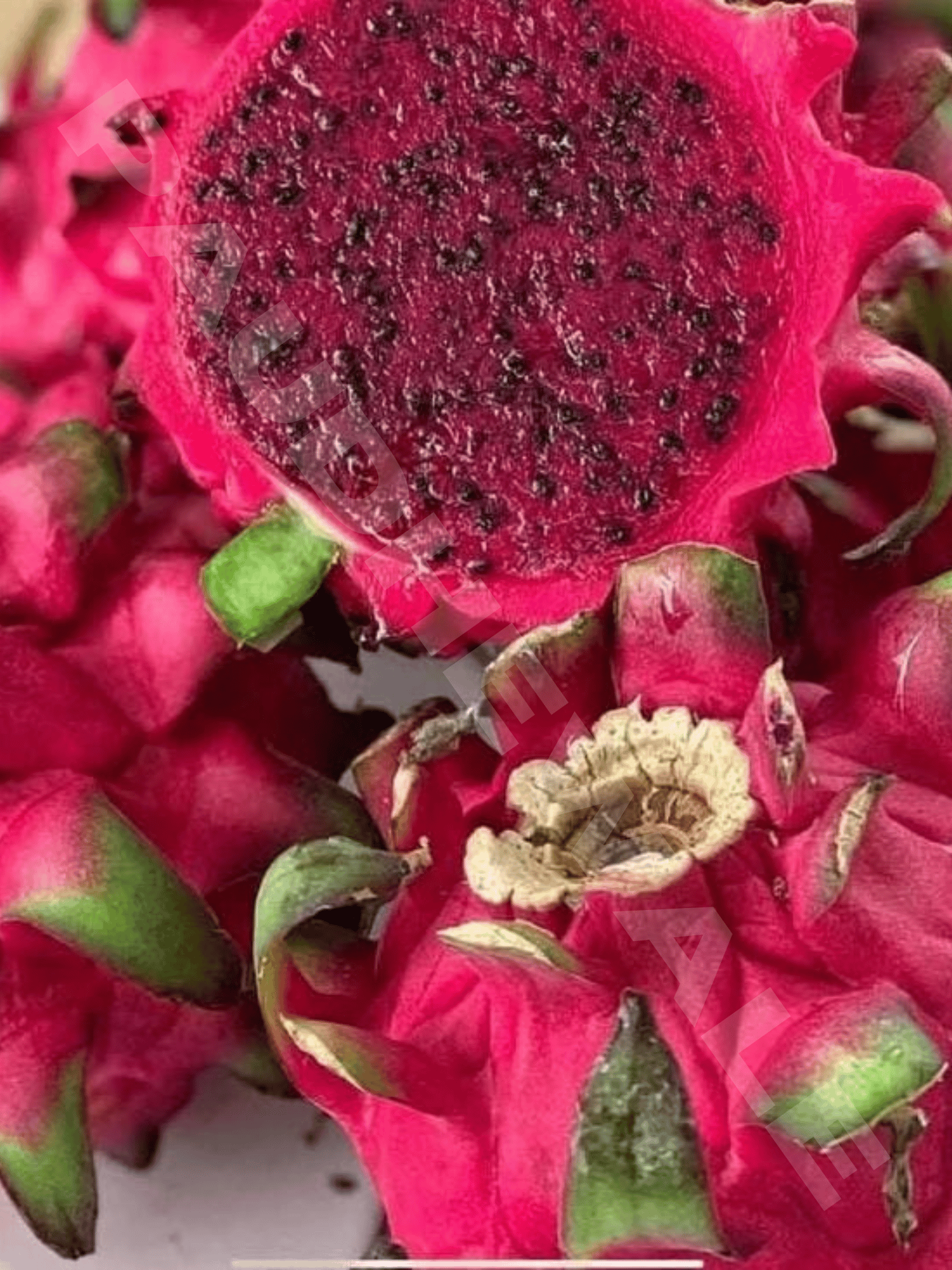 Godzilla Dragon Fruit Plant | Dragon Tree (Rooted )