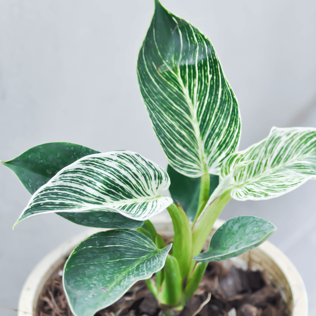 Philodendron Birkin Natural Live Indoor Plant (Bare Rooted)