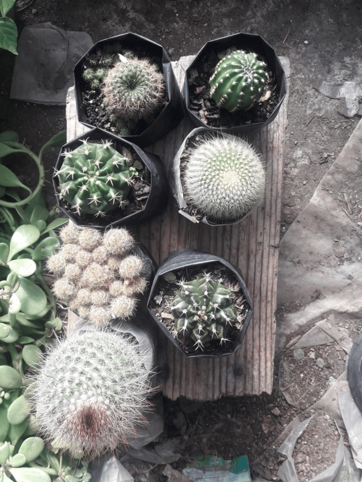 Combo Of 6 Cactus(Bare Rooted)