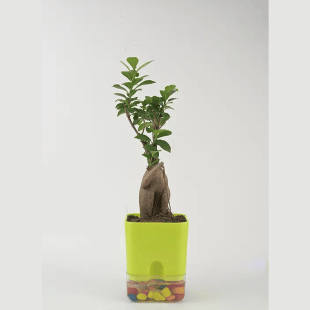 Ficus Microcarpa Bonsai Live Indoor Plant (Bare Rooted)