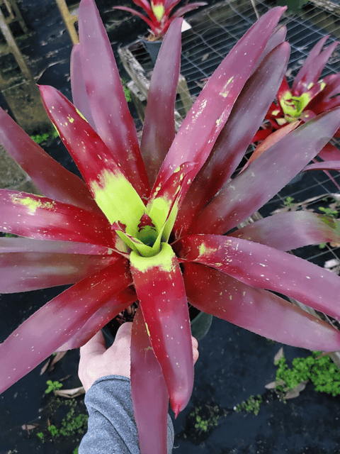 Neoregelia Fireball Bromeliad Plant