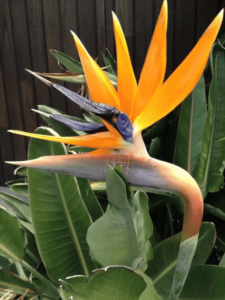 Where are the Seeds in a Bird of Paradise Plant: Unlock Nature’s Secret