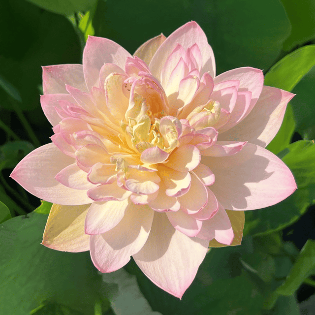Jin Se Lotus Tuber