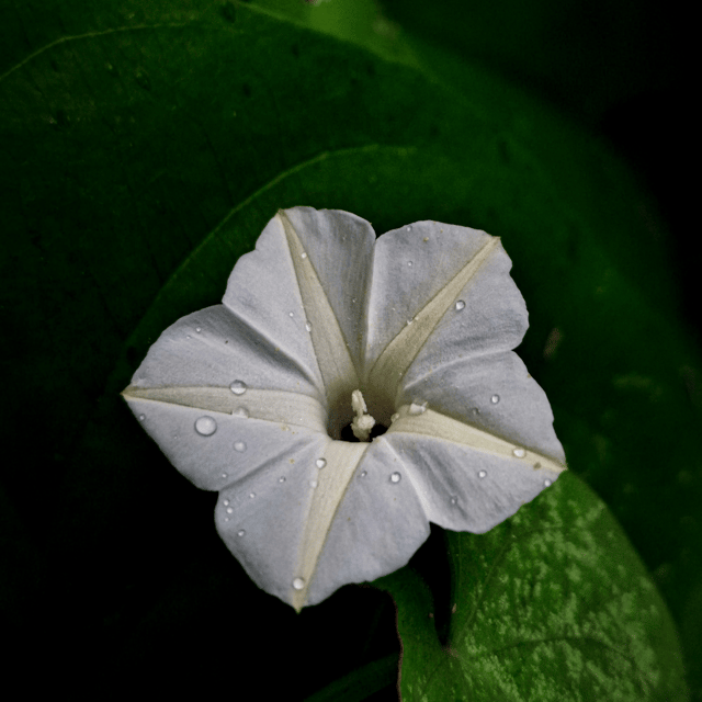 Morning Glory White Flower Seeds (Pack Of 15-20 Seeds)