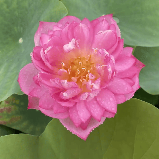Dripping Dew Lotus Tuber