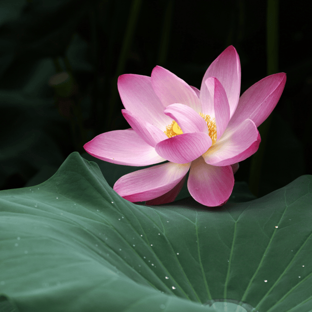 Red Pear Lotus Tuber