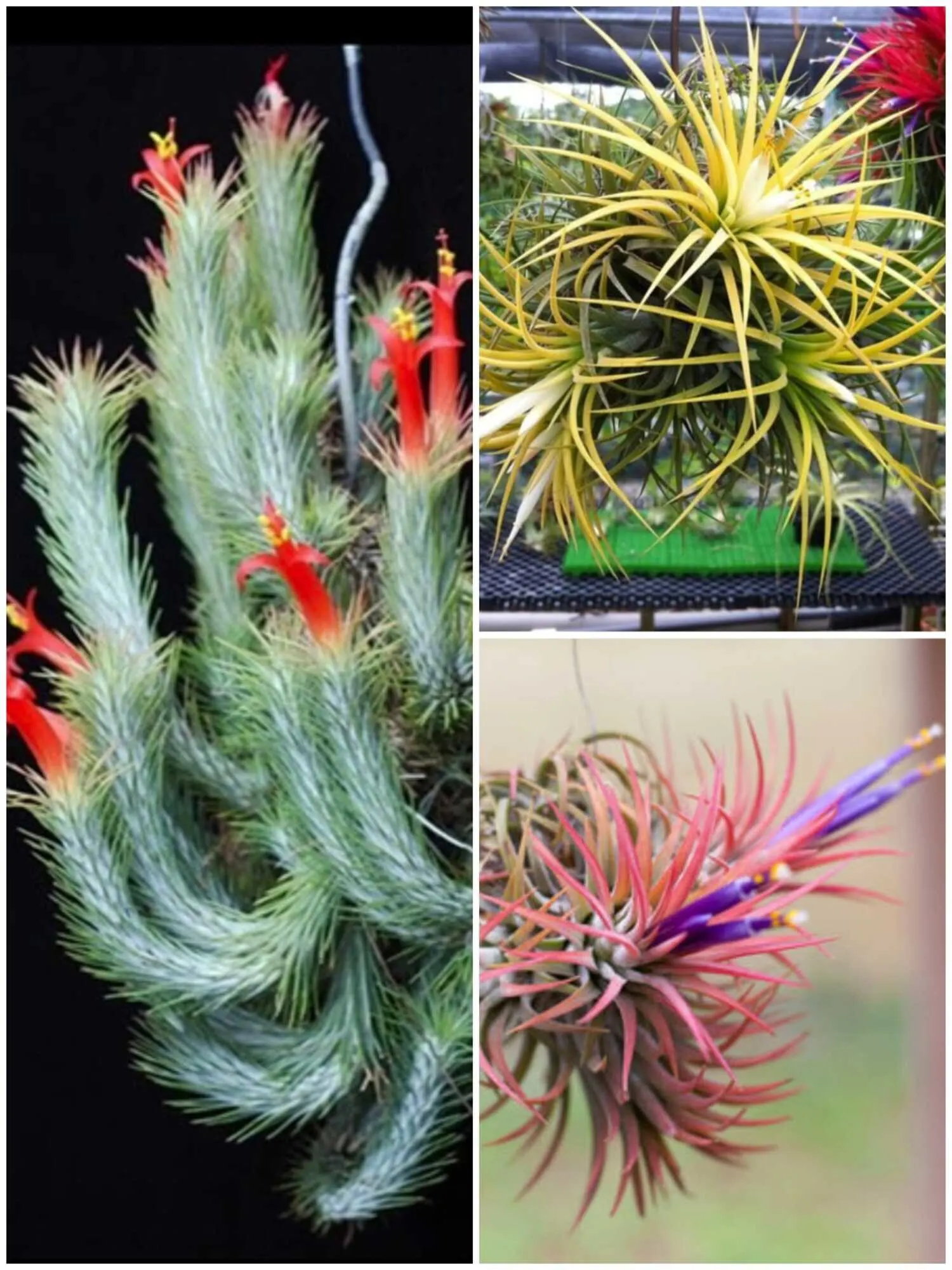 Air Plant Combo Of 3 - Tillandsia Ionantha, Druid White, Funckiana